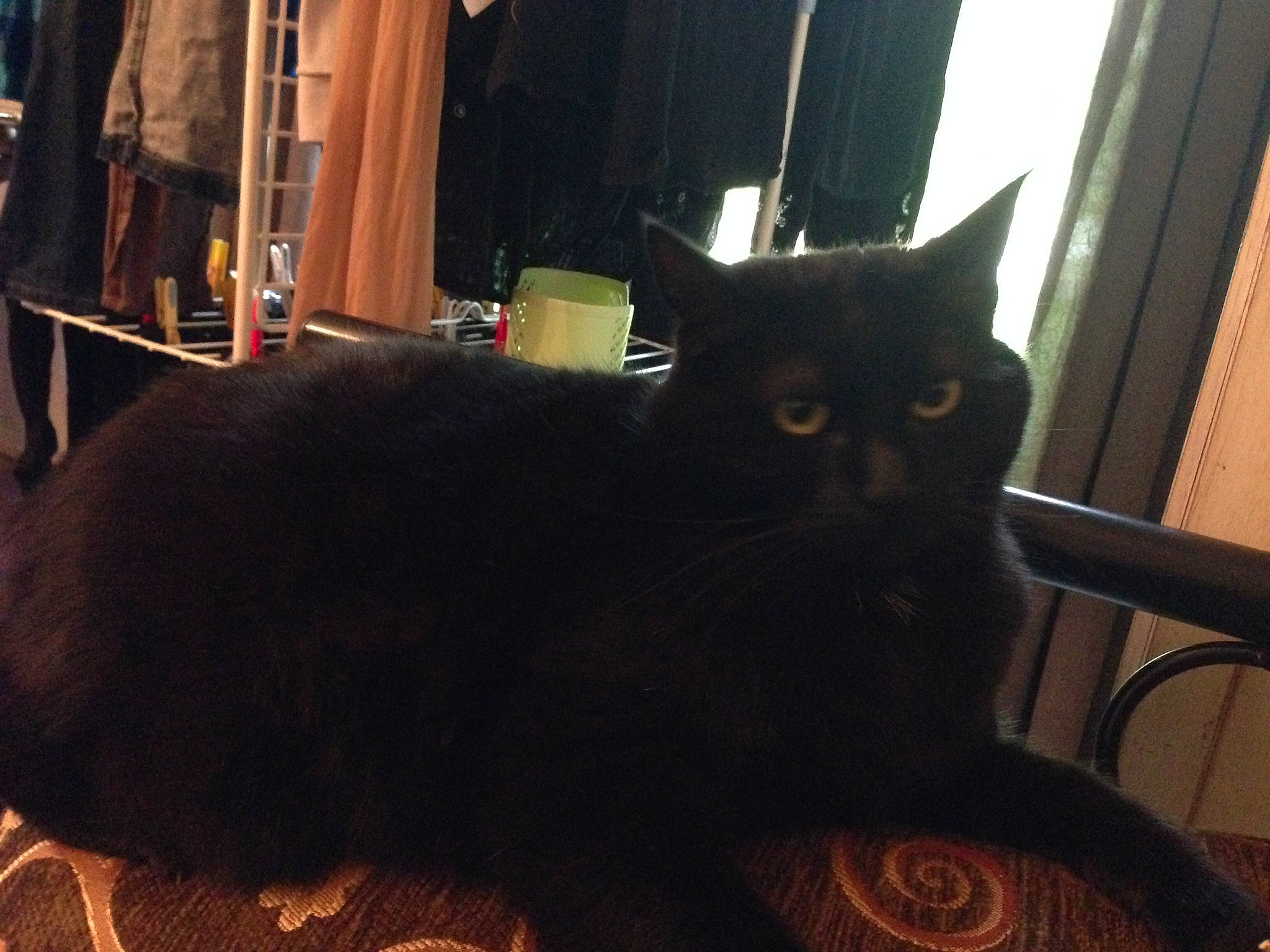 Choukette participe au concours pour gagner de l'argent avec cette photo : asian, black, black_cat, bombay, british_shorthair, carnivore, cat, domestic_long_haired_cat, domestic_short_haired_cat, ear, european_shorthair, eye, felidae, fur, kitten, night, sky, small_to_medium_sized_cats, tail, whiskers