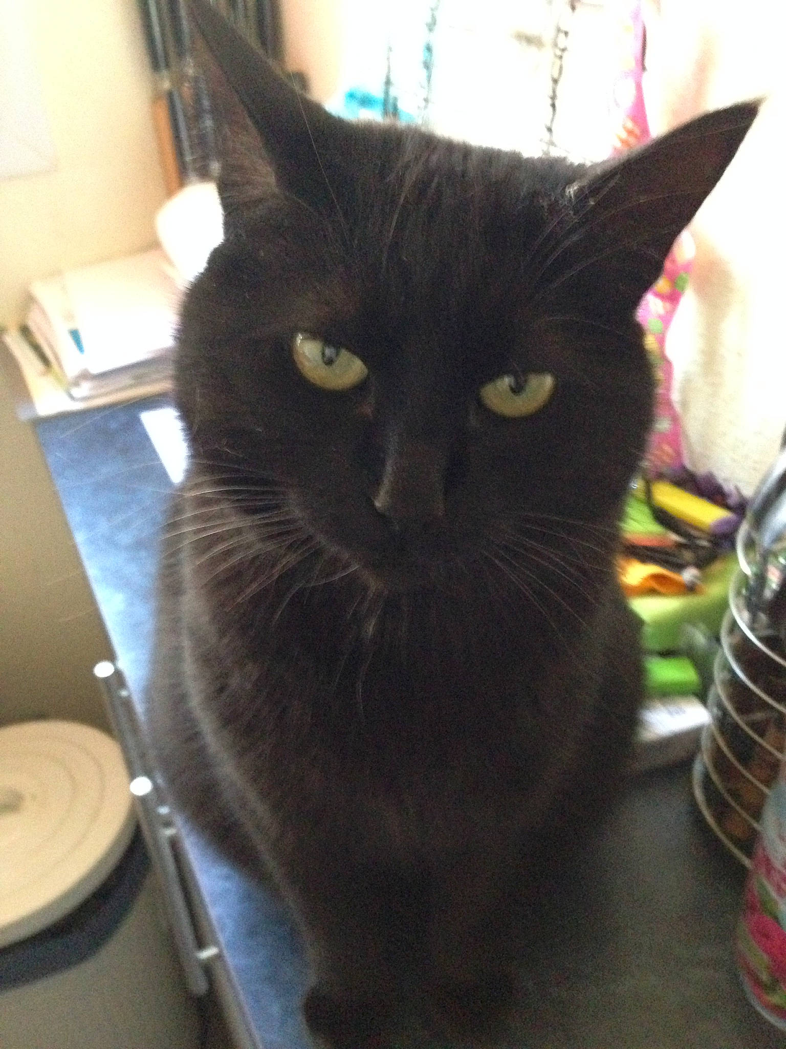 Choukette a rejoint le concours — aidez-le/la à gagner de superbes lots ! asian, black_cat, bombay, carnivore, cat, domestic_short_haired_cat, european_shorthair, felidae, korat, mammal, nebelung, small_to_medium_sized_cats, whiskers