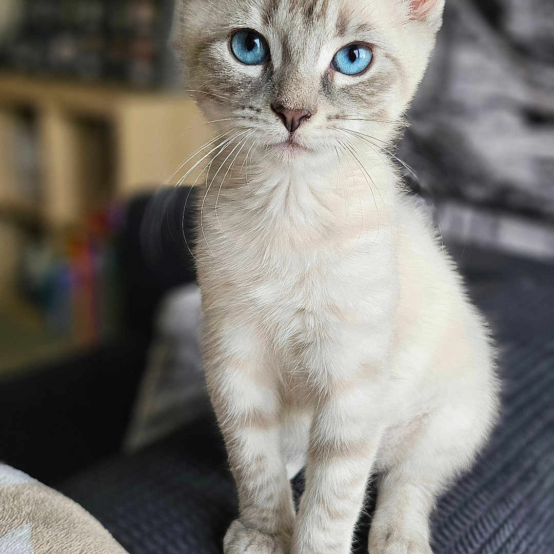 Milo participe au concours pour gagner de l'argent avec cette photo : abyssinian, angora, animal, cat, kitten, manx, pet, siamese