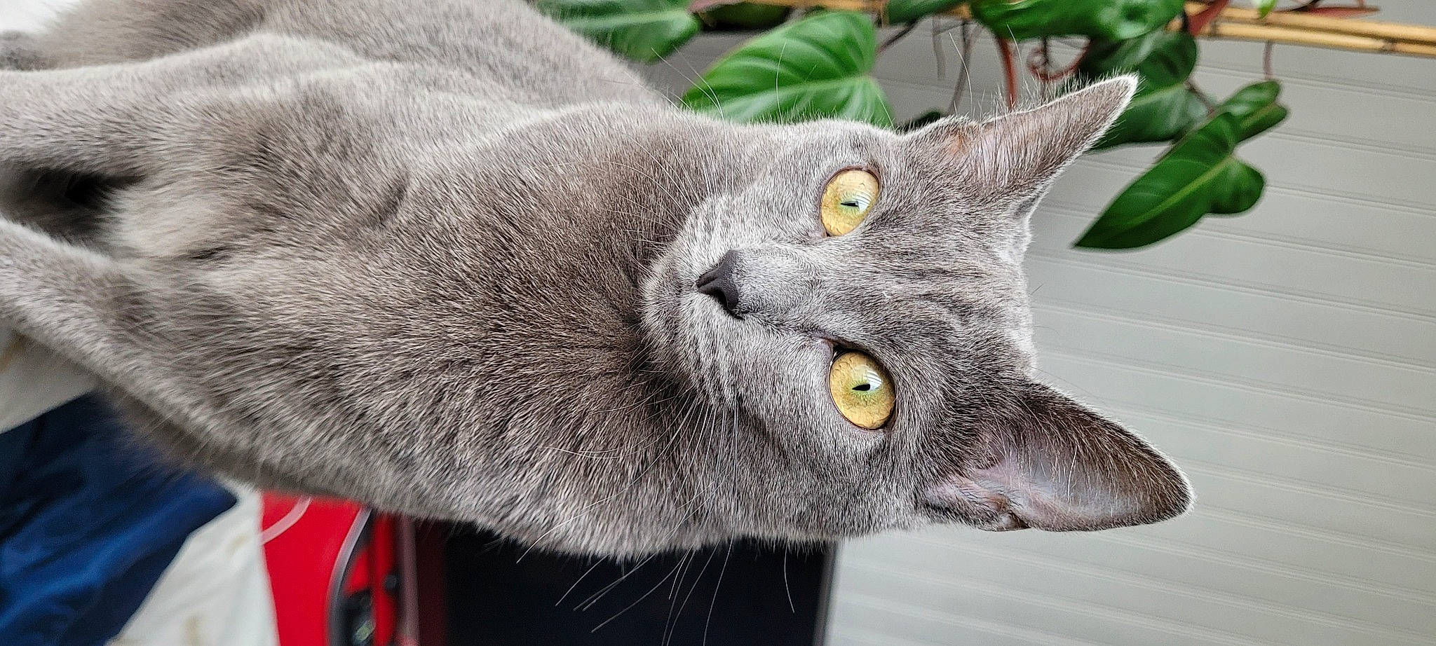 Yuna a rejoint le concours — aidez-le/la à gagner de superbes lots ! carnivore, cat, close_up, domestic_short_haired_cat, ear, felidae, fur, grey, plant, russian_blue, small_to_medium_sized_cats, snout, whiskers
