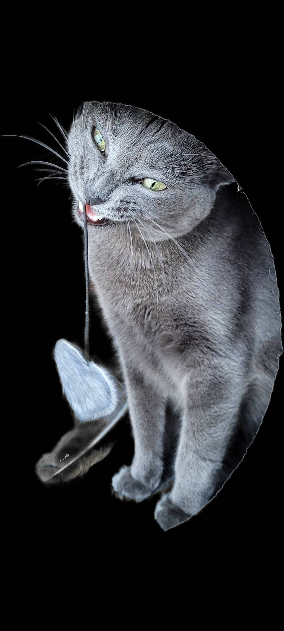 Yuna participe au concours pour gagner de l'argent avec cette photo : carnivore, cat, domestic_short_haired_cat, felidae, fur, grey, monochrome, monochrome_photography, paw, photo_caption, russian_blue, small_to_medium_sized_cats, snout, still_life_photography, tail, terrestrial_animal, whiskers, wildlife, window