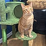 Cheddar Bay joined the competition — help win amazing prizes! cat, orange_tabby, cat_tree, indoor, wooden_floor, blue_wall, pet, feline, fur, whiskers, animal, domestic_cat, sitting, curious, household, furniture, play_structure, closeup, pet_accessory, reflection