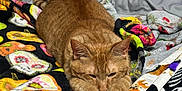 Cheddar Bay is registered to the contest to win money with this photo: cat, ginger_cat, bed, blanket, colorful, paws, stretching, feline, cozy, indoor, pet, sleepy, fur, animal, cute, resting, soft, comfort, warm, relaxed
