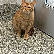 Cheddar Bay is registered to the contest to win money with this photo: cat, orange_tabby, sitting, indoor, floor, door, curious, whiskers, pet, animal, feline, ears, paws, tail, closeup, portrait, domestic_cat, looking, light, shadow