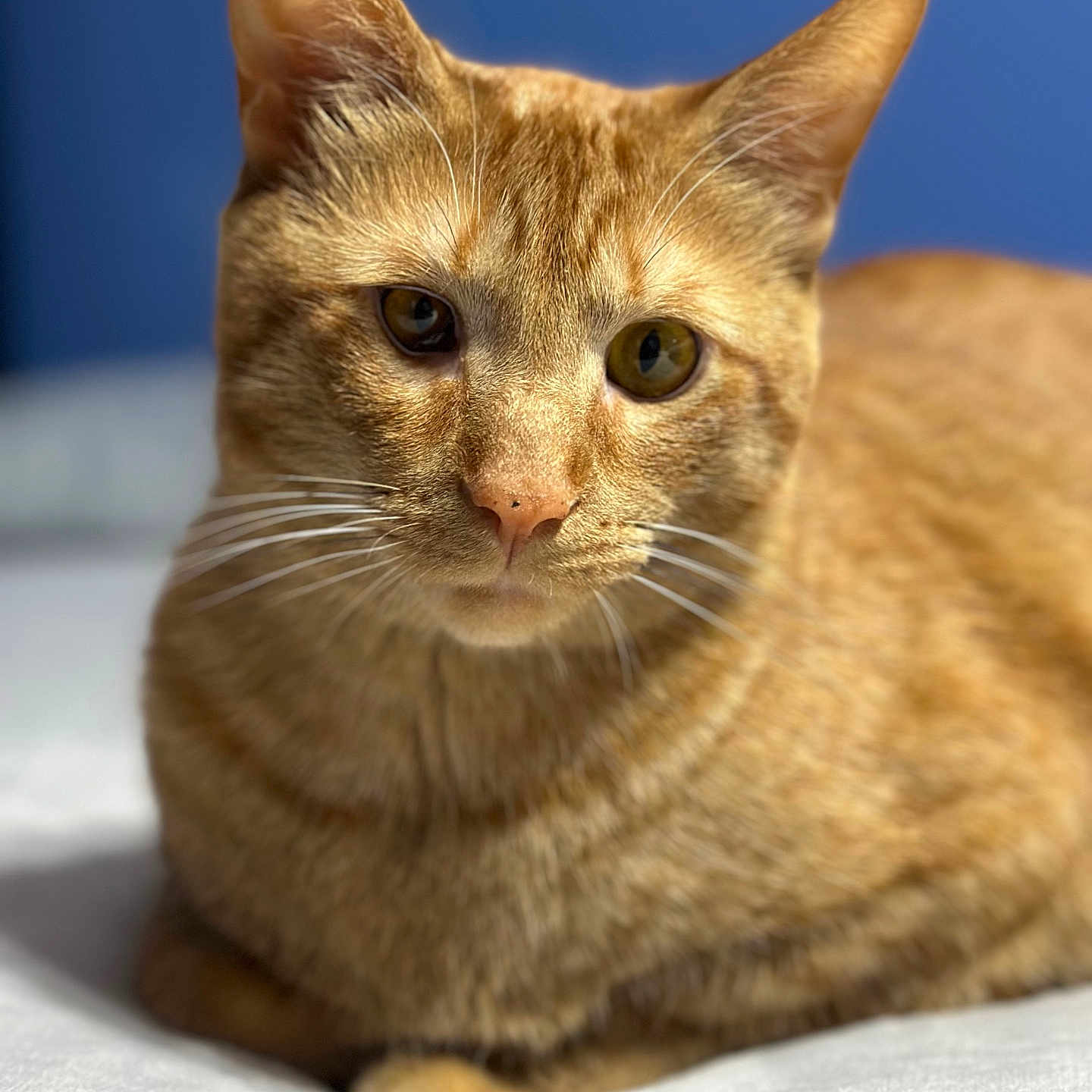 Cheddar Bay is registered to the contest to win money with this photo: animal, cat, close_up, cute, domestic_cat, ears, eye, feline, fur, ginger_cat, indoor, lying_down, mammal, nose, pet, portrait, relaxed, soft_surface, tabby, whiskers