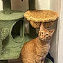 Cheddar Bay joined the competition — help win amazing prizes! cat, orange_tabby, cat_tree, indoor, pet, feline, curious, sitting, furniture, cozy, hammock, fuzzy, whiskers, ears, tail, platform, wall, texture, nook, animal