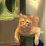 Cheddar Bay joined the competition — help win amazing prizes! animal, carpet, cat, cat_tree, cozy, cute, domestic_cat, feline, fur, ginger_cat, home, indoor, lounging, orange_fur, paws, pet, relaxed, resting, wall, whiskers