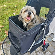 Menkyi a rejoint le concours — aidez-le/la à gagner de superbes lots ! animal, canine, collar, cute, daytime, dog, fur, grass, happy, leisure, mesh, outdoor, park, pavement, pet, recreational, stroller, tongue_out, walking, wheel