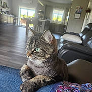 Cuddles is registered to the contest to win money with this photo: cat, tabby_cat, green_eyes, pet, indoor, living_room, denim, person, furniture, couch, window, natural_light, flooring, decor, relaxing, close_up, animal, whiskers, paws, cozy