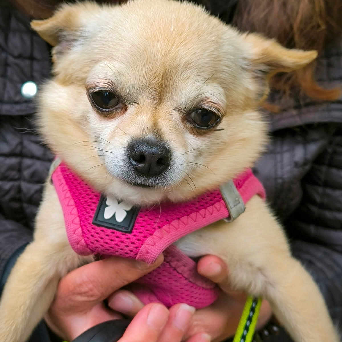 Paco a rejoint le concours — aidez-le/la à gagner de superbes lots ! accessories, animal, bodypart, canine, chihuahua, clothing, coat, cockerspaniel, dog, eskimodog, finger, hand, jacket, jewelry, leash, person, pet, puppy, ring, strap