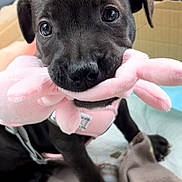 Pickle joined the competition — help win amazing prizes! adorable, animal, black_dog, blanket, car_interior, cardboard_box, closeup, cute, dog, floppy_ears, indoor, pet, pink, playful, plush_toy, puppy, sitting, soft_texture, toy, young_dog