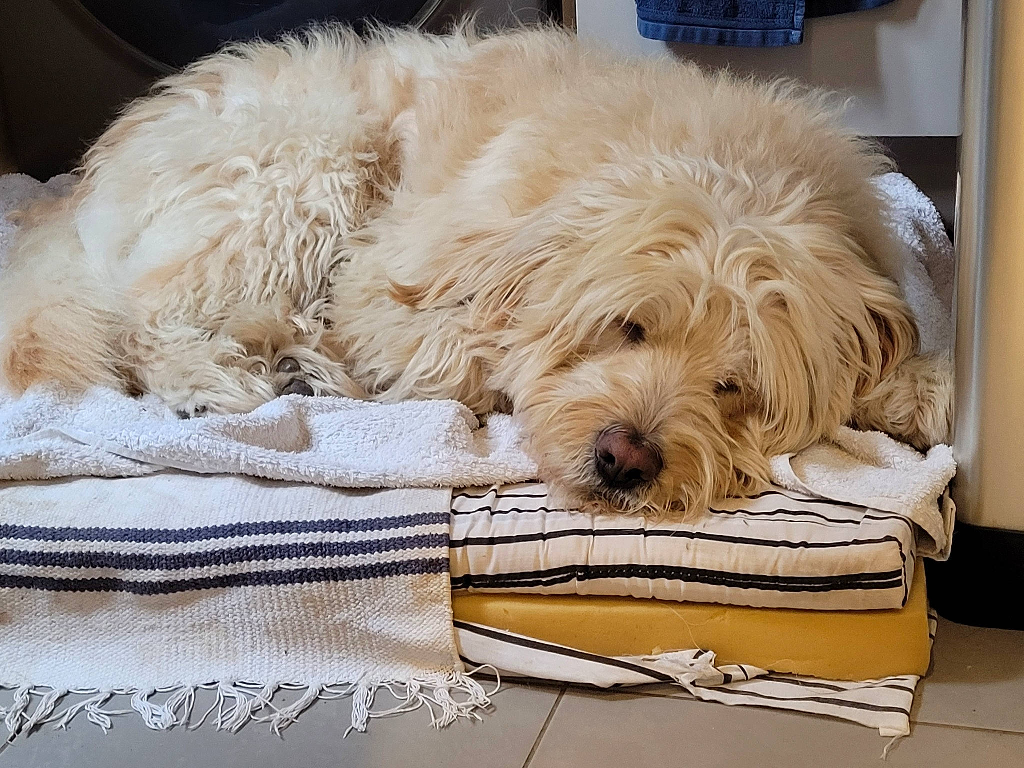 Bear joined the competition — help win amazing prizes! beige, canidae, carnivore, comfort, companion_dog, dog, dog_breed, dog_collar, dog_supply, fur, giant_dog_breed, hardwood, linens, pet_supply, rectangle, sporting_group, terrier, water_dog, wood, working_animal