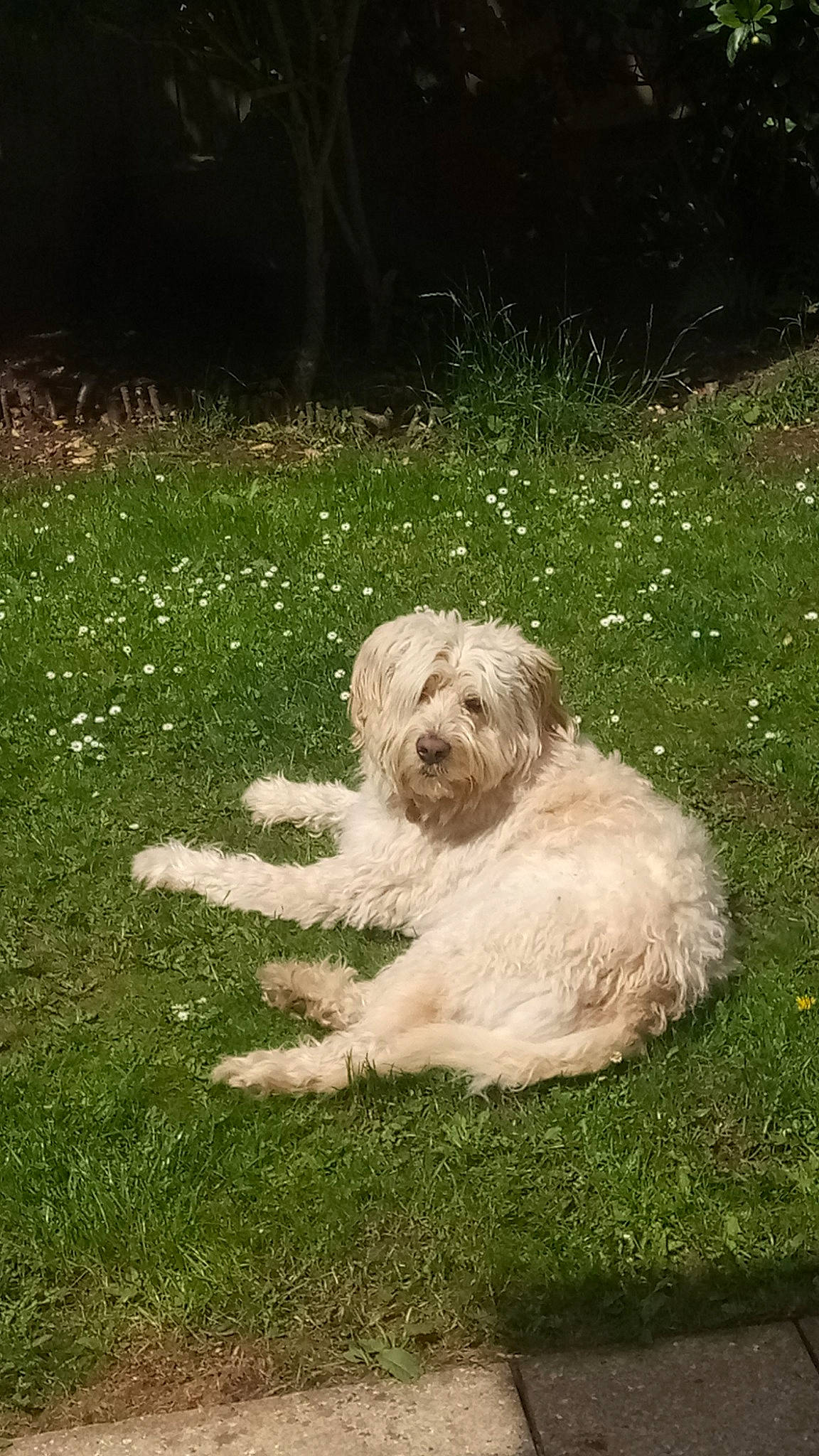 Bear is registered to the contest to win money with this photo: canidae, carnivore, companion_dog, dog, dog_breed, garden, grass, grassland, groundcover, maltepoo, non_sporting_group, plant, poodle_crossbreed, shrub, small_terrier, sporting_group, terrier, toy_dog, water_dog, working_animal