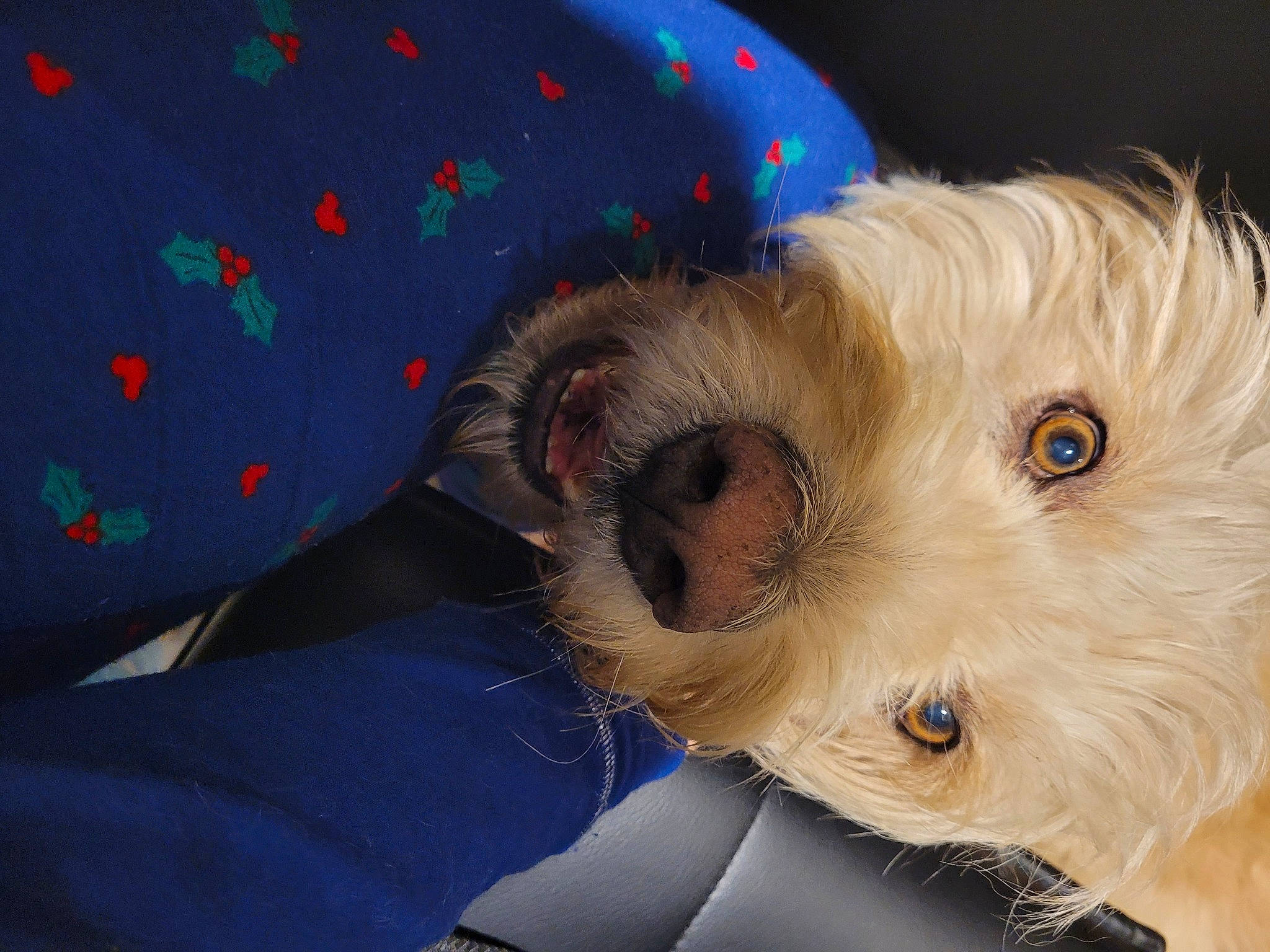 Bear joined the competition — help win amazing prizes! canidae, carnivore, companion_dog, dog, dog_breed, dog_clothes, dog_supply, fawn, fur, labradoodle, non_sporting_group, poodle_crossbreed, small_terrier, snout, sporting_group, stuffed_toy, terrier, toy, toy_dog, working_animal