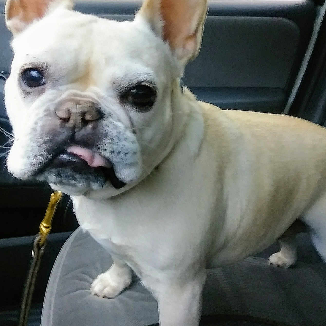 Cammie is registered to the contest to win money with this photo: australian_bulldog, bulldog, carnivoran, companion_dog, dog, dog_breed, dog_breed_group, dog_like_mammal, fawn, french_bulldog, mammal, non_sporting_group, olde_english_bulldogge, snout, toy_bulldog, valley_bulldog, vertebrate