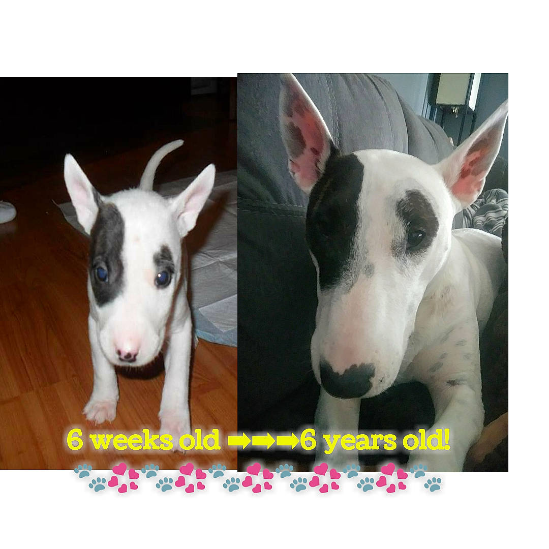 Maggie is registered to the contest to win money with this photo: bull_and_terrier, bull_terrier, bull_terrier_miniature, canidae, carnivore, dog, dog_breed, ear, english_white_terrier, fawn, gull_terr, mammal, non_sporting_group, old_english_terrier, photo_caption, snout, terrier, vertebrate