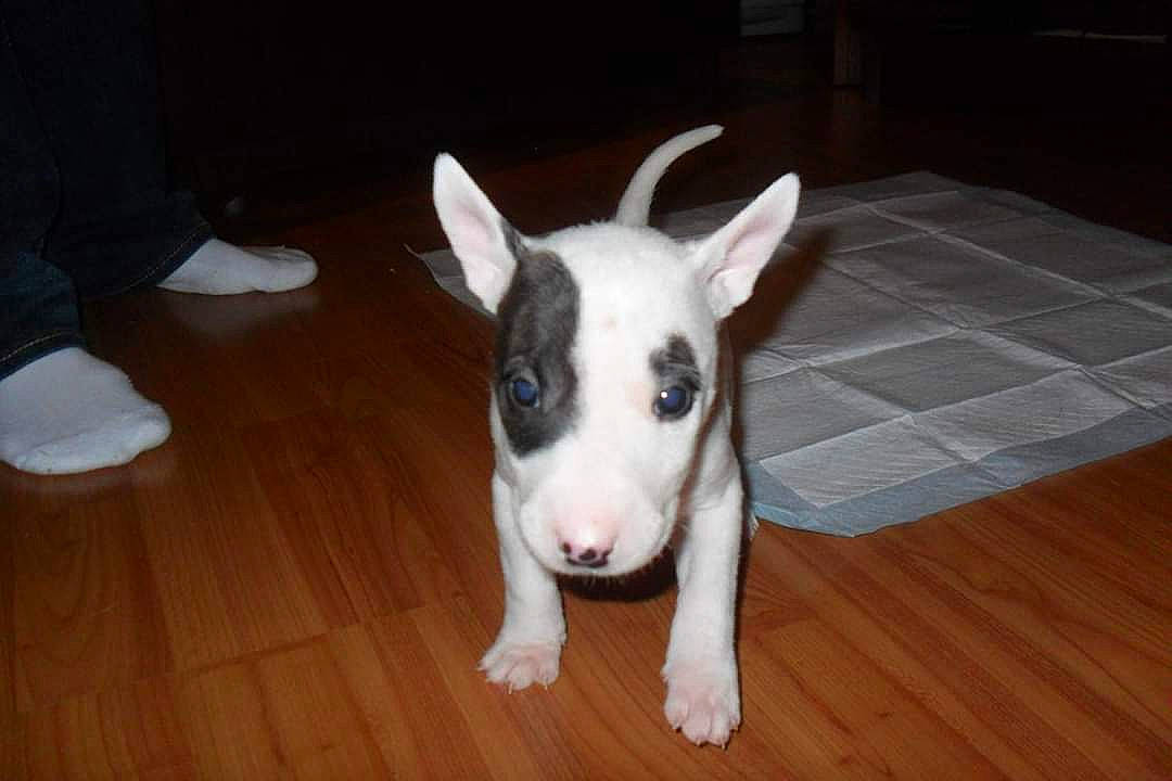 Maggie is registered to the contest to win money with this photo: bull_and_terrier, bull_terrier, bull_terrier_miniature, canidae, carnivore, dog, dog_breed, ear, english_white_terrier, fawn, gull_terr, mammal, non_sporting_group, nose, old_english_terrier, snout, tail, terrier, vertebrate, whiskers