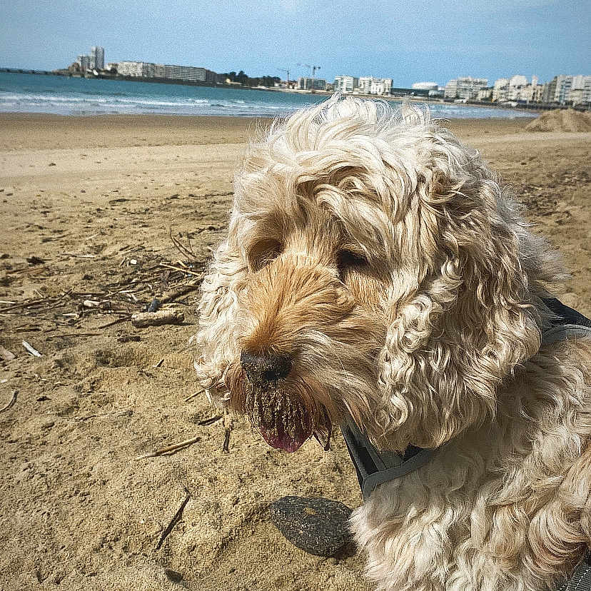 Revedy a rejoint le concours — aidez-le/la à gagner de superbes lots ! animal, beach, canine, coast, dog, face, head, nature, outdoors, person, pet, photography, portrait, puppy, rock, sea, shoreline, sky, soil, water
