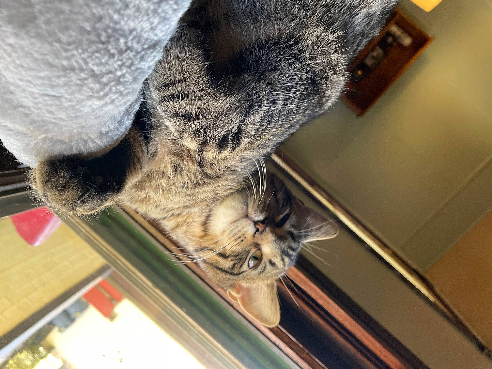 Bronx is registered to the contest to win money with this photo: carnivore, cat, claw, dog_breed, domestic_short_haired_cat, felidae, flooring, fur, natural_material, paw, small_to_medium_sized_cats, snout, sporting_group, tail, terrestrial_animal, whiskers, wood