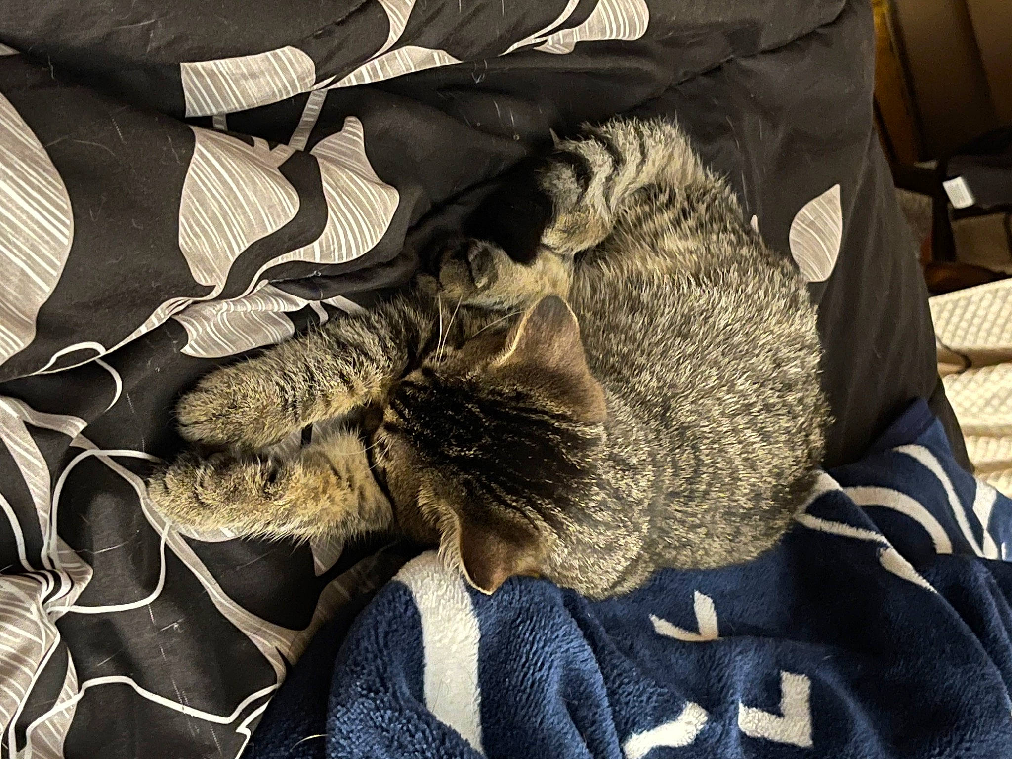 Bronx is registered to the contest to win money with this photo: art, fashion_accessory, feather, felidae, fur, grey, hat, human_leg, linens, metal, military_camouflage, monochrome, monochrome_photography, pattern, still_life_photography, tree, uniform, visual_arts