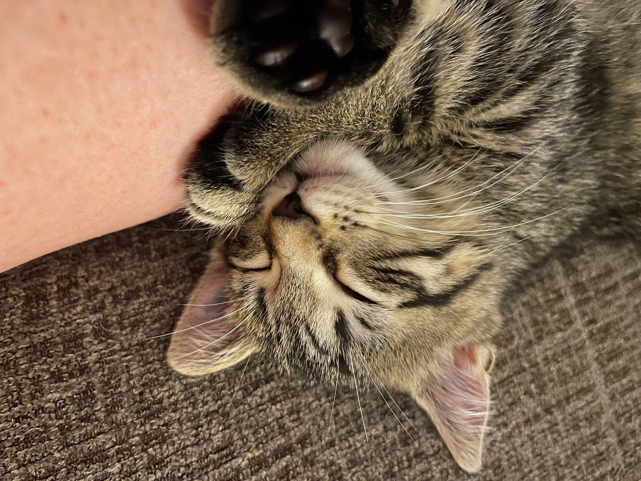 Bronx joined the competition — help win amazing prizes! carnivore, cat, claw, close_up, comfort, domestic_short_haired_cat, felidae, fur, grey, nap, paw, sleep, small_to_medium_sized_cats, snout, terrestrial_animal, whiskers, wildlife, wrinkle