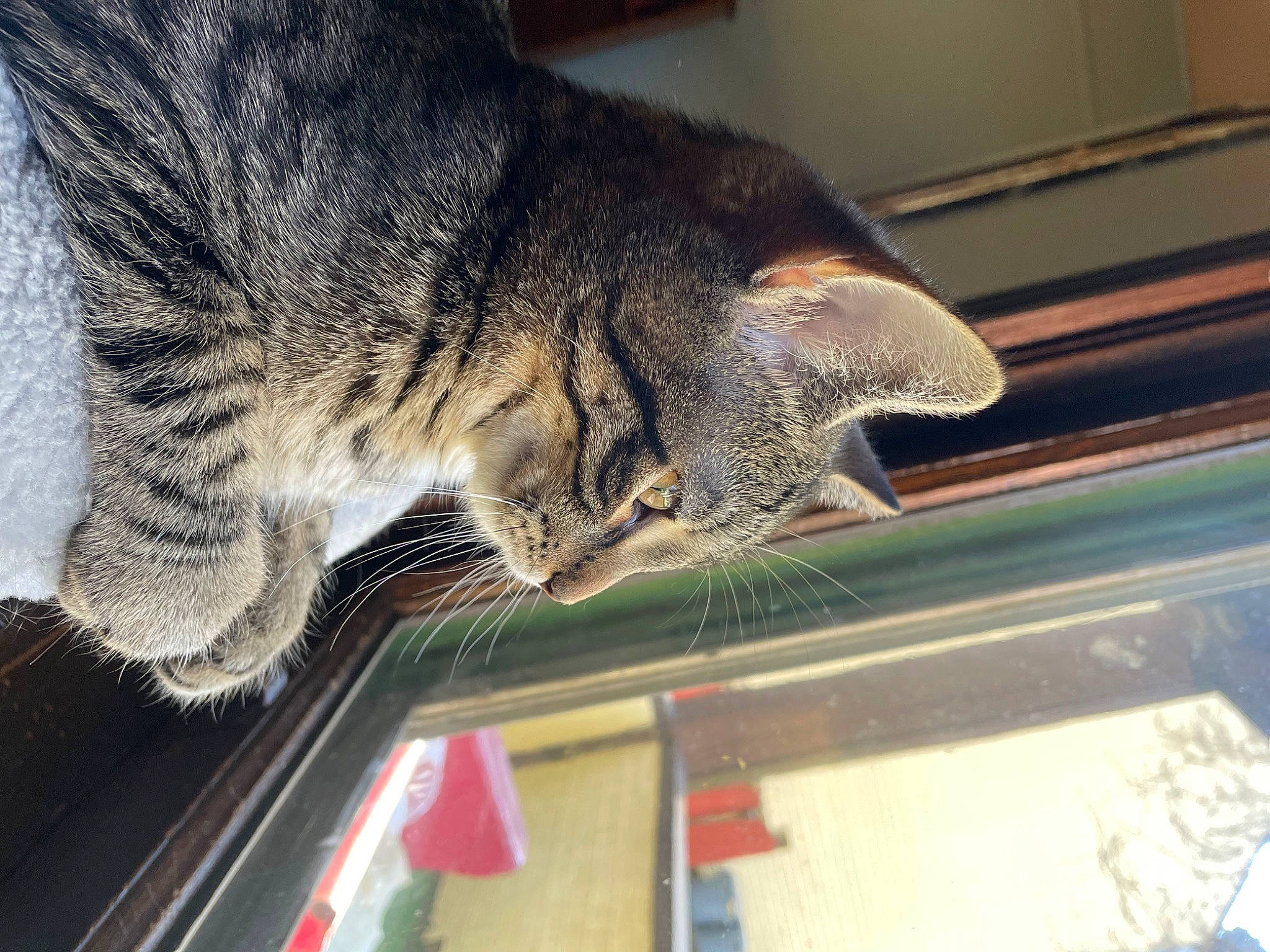 Bronx joined the competition — help win amazing prizes! carnivore, cat, claw, domestic_short_haired_cat, felidae, fur, paw, small_to_medium_sized_cats, snout, tail, terrestrial_animal, whiskers, window, windshield, wood