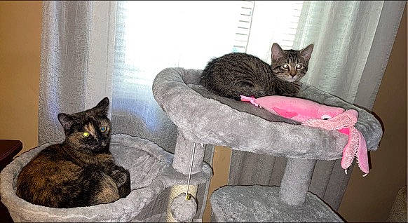 Elena joined the competition — help win amazing prizes! bed, black_cat, carnivore, cat, cat_supply, claw, comfort, couch, curtain, domestic_short_haired_cat, felidae, flowerpot, fur, grey, pet_supply, room, sitting, small_to_medium_sized_cats, tail, whiskers