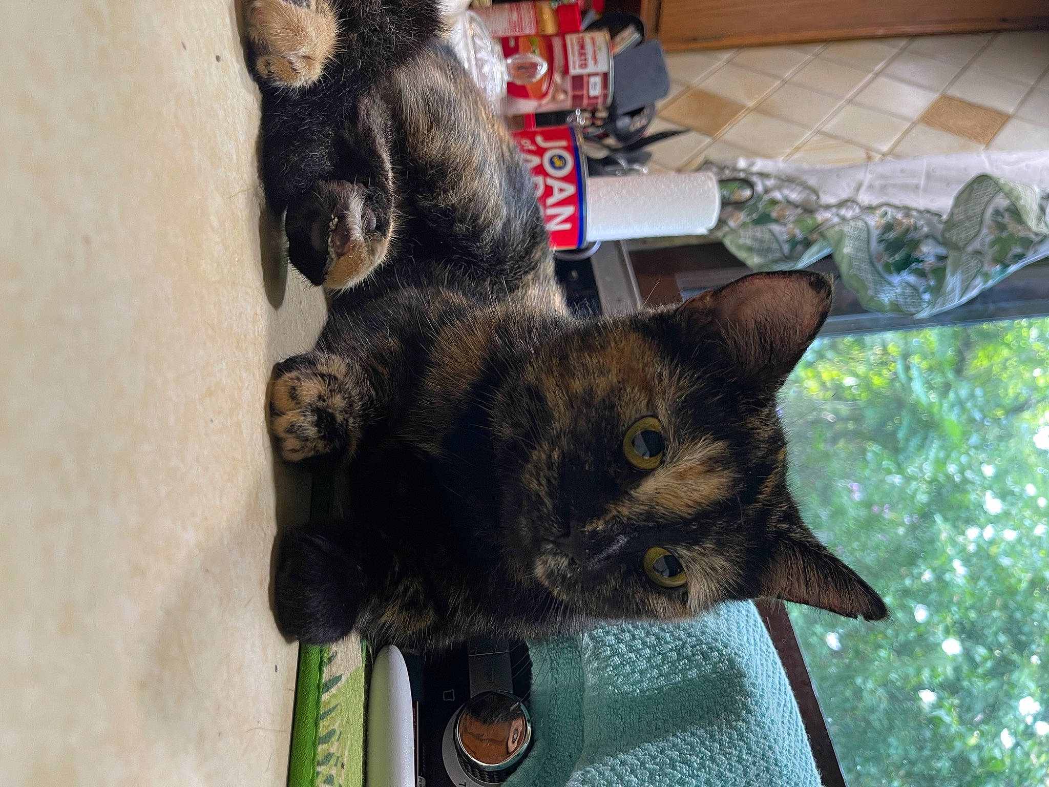 Elena joined the competition — help win amazing prizes! black_cat, bombay, canidae, carnivore, cat, domestic_short_haired_cat, felidae, fur, plant, small_to_medium_sized_cats, tail, terrestrial_animal, tree, whiskers