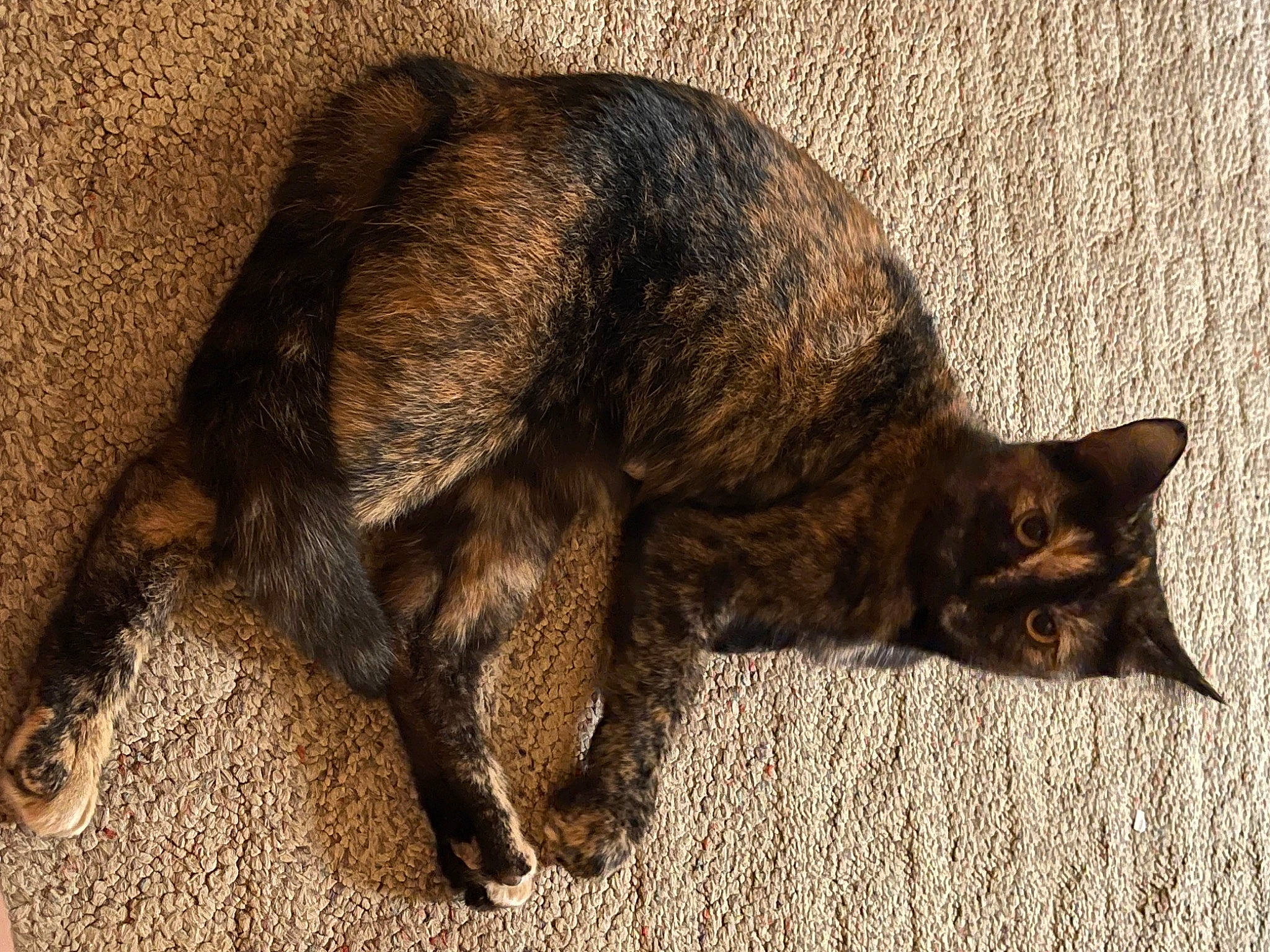 Elena is registered to the contest to win money with this photo: brown, carnivore, cat, claw, domestic_short_haired_cat, felidae, fur, small_to_medium_sized_cats, tail, terrestrial_animal, whiskers