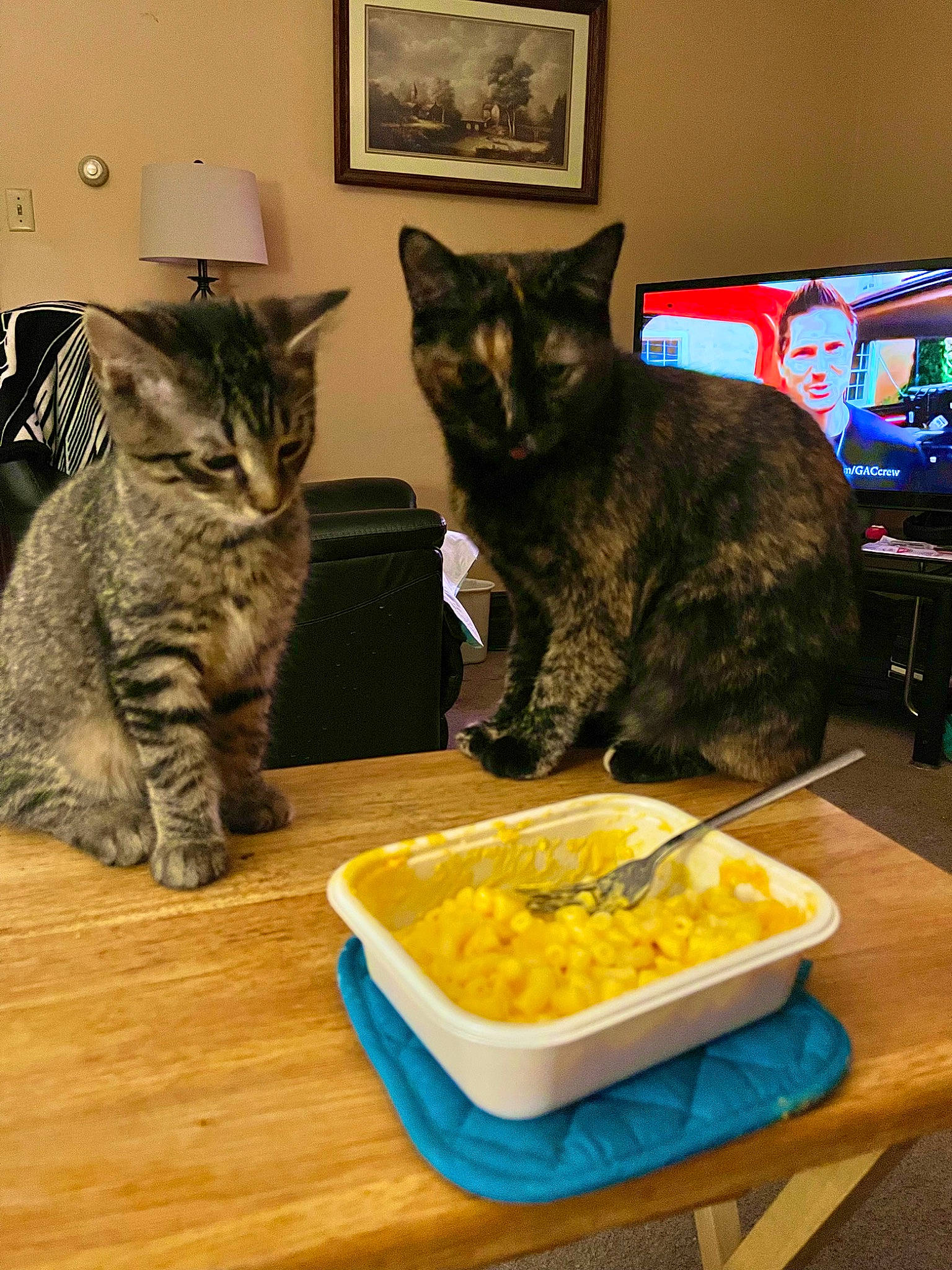 Elena is registered to the contest to win money with this photo: bowl, carnivore, cat, cat_supply, comfort_food, dish, display_device, domestic_short_haired_cat, felidae, food, fur, ingredient, mixing_bowl, picture_frame, recipe, small_to_medium_sized_cats, table, tableware, television, whiskers