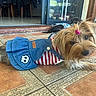 Maya participe au concours pour gagner de l'argent avec cette photo : dog, small_dog, pet, clothing, denim_skirt, striped_shirt, hair_tie, pink_hair_tie, indoor, tiled_floor, resting, lying_down, cute, animal, domestic_animal, furry, companion, background_dog, glass_door, home