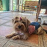 Maya a rejoint le concours — aidez-le/la à gagner de superbes lots ! dog, small_dog, indoor, tile_floor, striped_clothing, denim_skirt, hair_clip, wooden_furniture, cushion, sunlight, window, greenery, pet, cute, relaxed, laying_down, domestic_animal, home, cozy, adorable