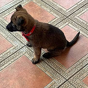 Aria a rejoint le concours — aidez-le/la à gagner de superbes lots ! puppy, dog, brown, collar, red_collar, sitting, floor, tile_floor, patterned_floor, pet, young_dog, indoor, animal, cute, fur, small_dog, side_view, domestic_animal, canine, alert