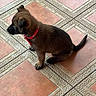 puppy, dog, brown, collar, red_collar, sitting, floor, tile_floor, patterned_floor, pet, young_dog, indoor, animal, cute, fur, small_dog, side_view, domestic_animal, canine, alert