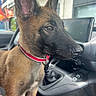 Aria participe au concours pour gagner de l'argent avec cette photo : dog, puppy, car_interior, red_collar, animal, pet, young_dog, brown_fur, black_muzzle, side_view, window, dashboard, steering_wheel, seat, car, looking_away, ears_up, close_up, domestic_animal, canine