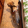 Aria participe au concours pour gagner de l'argent avec cette photo : dog, floor, tile, indoor, wooden_furniture, bed, bedspread, floral_pattern, small_dog, pet, animal, collar, brown, tan, fur, two_animals, close_together, top_view, shadow, warm_lighting