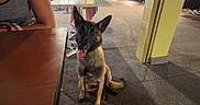 Aria participe au concours pour gagner de l'argent avec cette photo : dog, animal, pet, outdoor, night, table, person, chair, pavement, building, light, shadow, sitting, happy, tongue_out, ears_up, collar, fence, sidewalk, casual