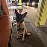 dog, animal, pet, outdoor, night, table, person, chair, pavement, building, light, shadow, sitting, happy, tongue_out, ears_up, collar, fence, sidewalk, casual