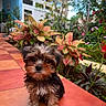 puppy, dog, small_dog, fluffy, outdoor, garden, plants, foliage, tile_floor, cute, pet, animal, young_dog, brown, black, greenery, nature, adorable, portrait, sitting