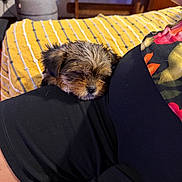 Princesse participe au concours pour gagner de l'argent avec cette photo : puppy, dog, sleeping, lap, yellow_blanket, indoor, cozy, furniture, sofa, pet, small_dog, resting, cute, fur, relaxation, human_arm, black_clothing, wooden_table, pillow, home