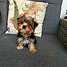 Princesse participe au concours pour gagner de l'argent avec cette photo : puppy, dog, small_dog, pet, cute, fluffy, couch, gray_couch, pillow, decorative_pillow, indoor, animal, sitting, curious, head_tilt, fur, brown_fur, black_fur, white_fur, adorable