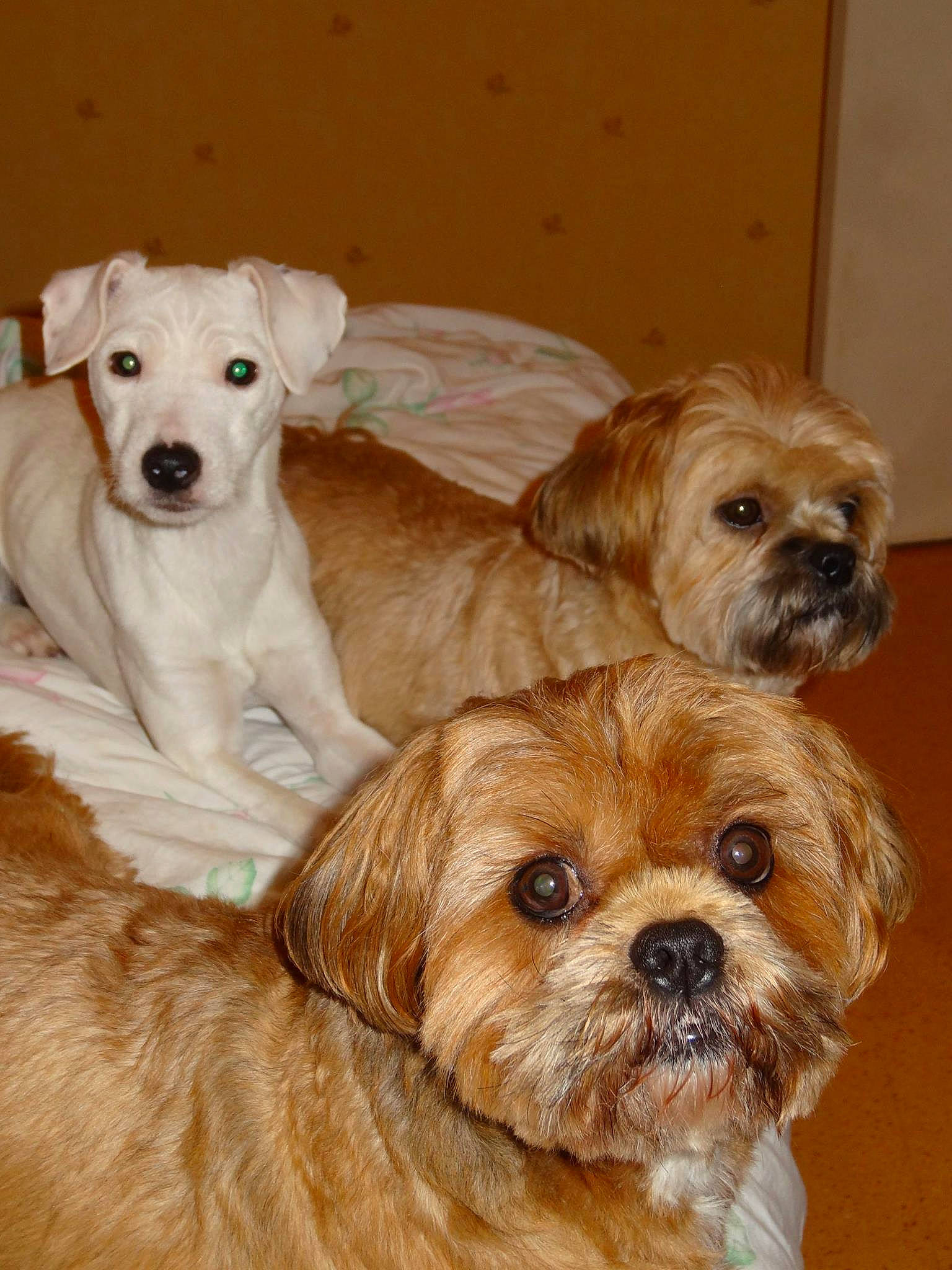 Gwendu a rejoint le concours — aidez-le/la à gagner de superbes lots ! bolonka, canidae, carnivore, cavapoo, companion_dog, dog, dog_breed, dutch_smoushond, havanese, maltepoo, mammal, morkie, poodle_crossbreed, puppy, schnoodle, snout, sporting_group, sporting_lucas_terrier, terrier, vertebrate