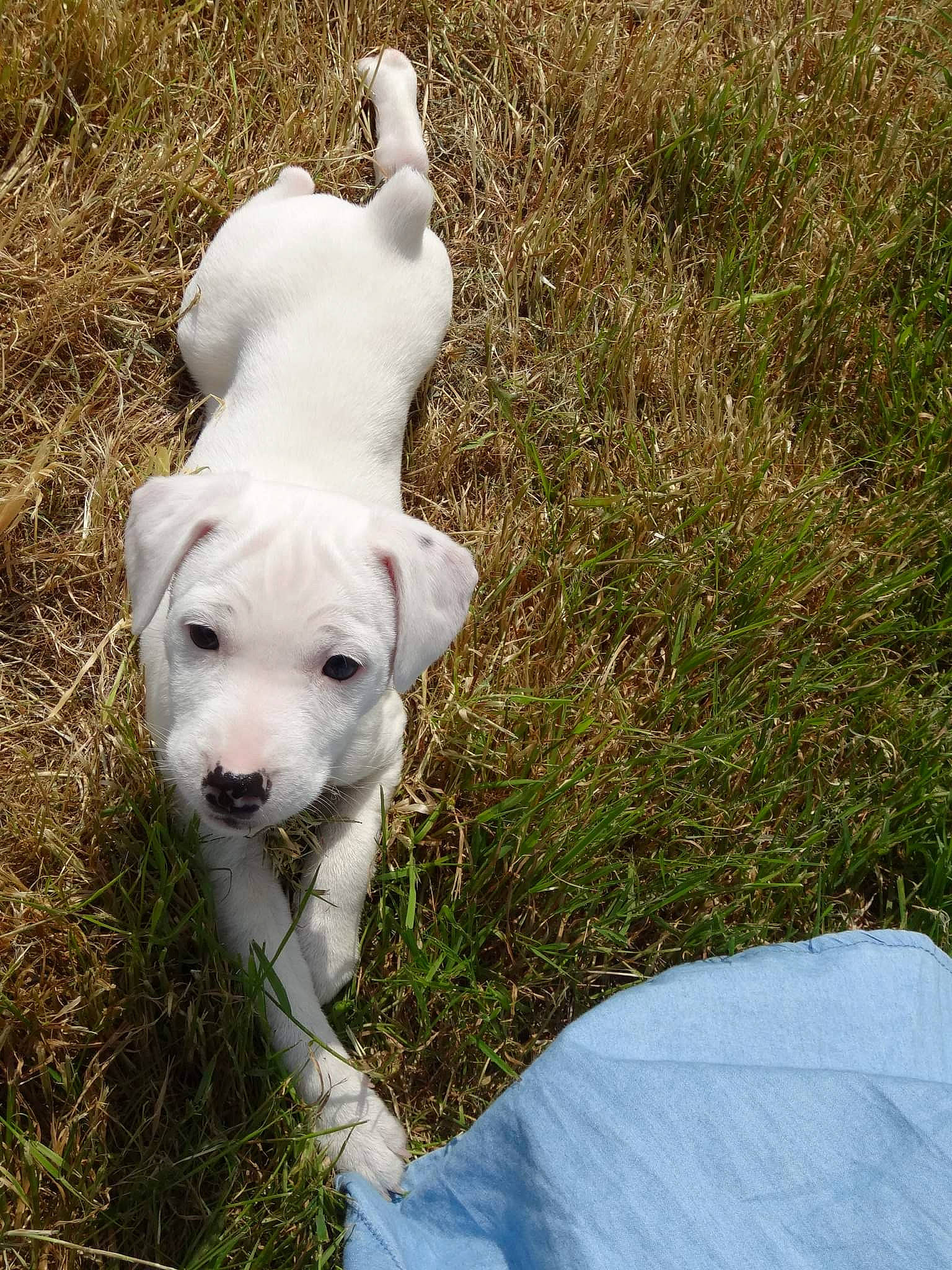 Gwendu participe au concours pour gagner de l'argent avec cette photo : canidae, carnivore, companion_dog, dog, dog_breed, dogo_argentino, dogo_guatemalteco, grass, guard_dog, mammal, non_sporting_group, puppy, rare_breed_dog, sporting_group, vertebrate