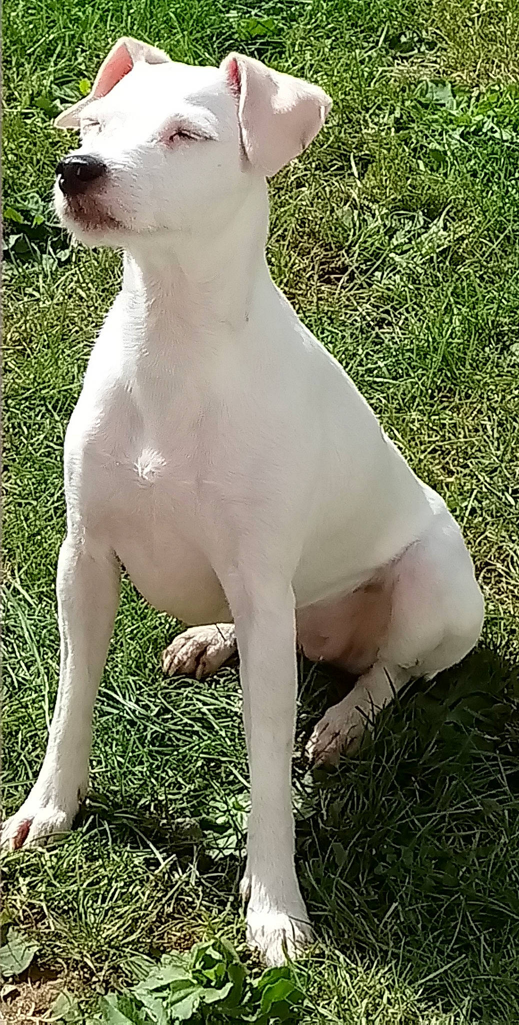 Gwendu participe au concours pour gagner de l'argent avec cette photo : ancient_dog_breeds, bull_and_terrier, canidae, carnivore, companion_dog, cordoba_fighting_dog, dog, dog_breed, dogo_argentino, dogo_guatemalteco, gull_terr, mammal, non_sporting_group, old_english_terrier, rajapalayam, rare_breed_dog, sporting_group, tail, vertebrate