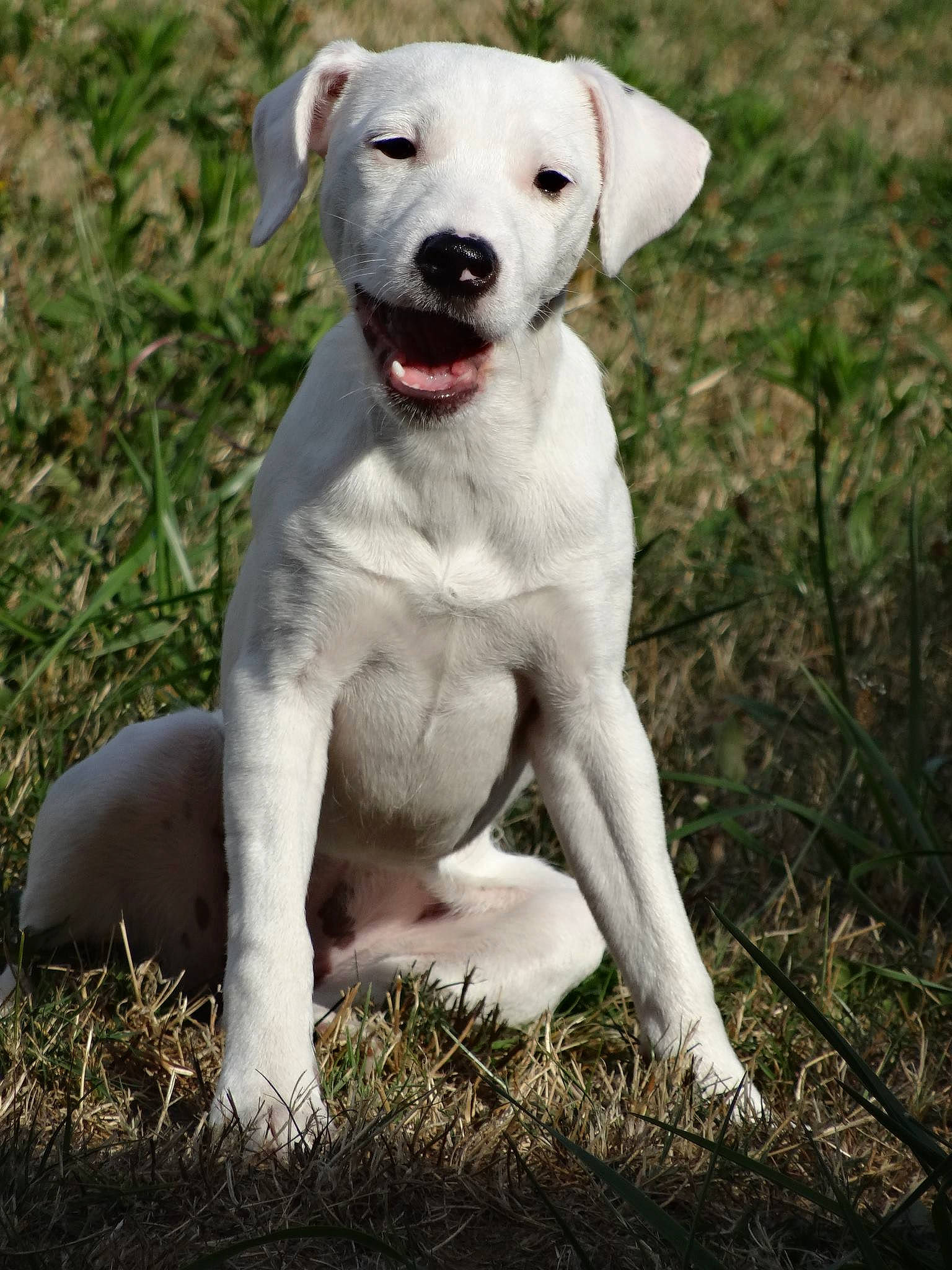 Gwendu participe au concours pour gagner de l'argent avec cette photo : canidae, carnivore, catahoula_bulldog, companion_dog, cordoba_fighting_dog, dog, dog_breed, dogo_argentino, dogo_guatemalteco, fawn, guard_dog, mammal, non_sporting_group, rare_breed_dog, snout, sporting_group, tail, vertebrate