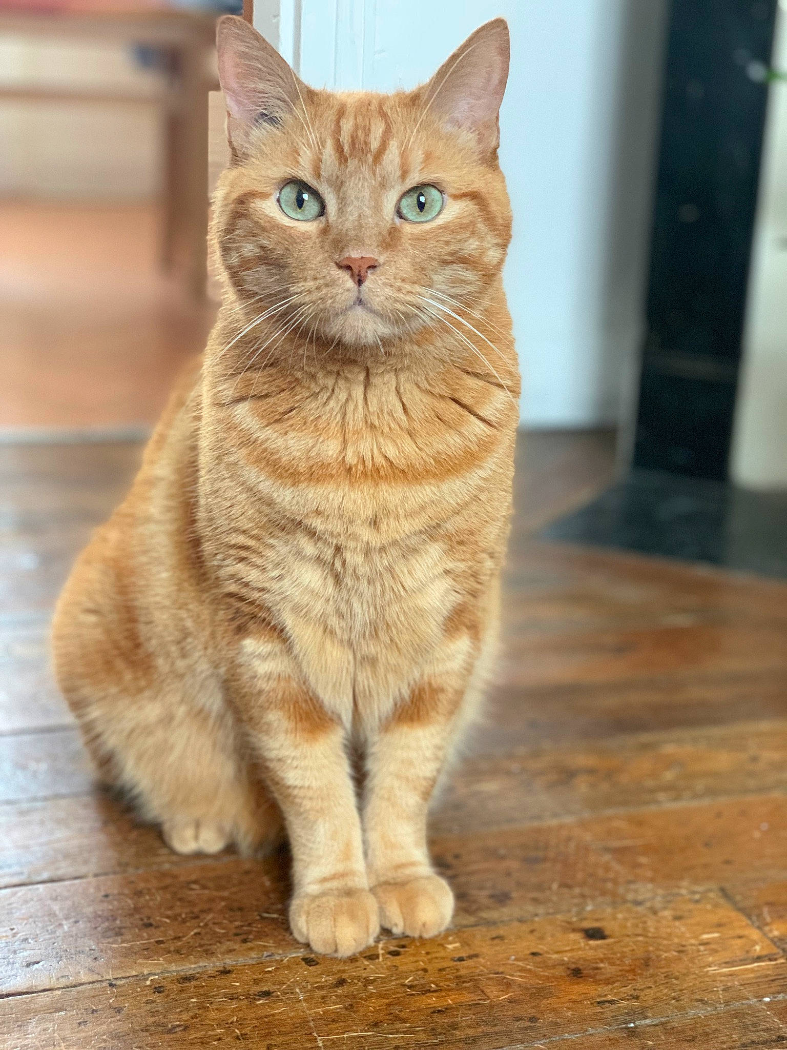 Roucky participe au concours pour gagner de l'argent avec cette photo : carnivore, cat, claw, domestic_short_haired_cat, fawn, felidae, flooring, fur, hardwood, paw, sitting, small_to_medium_sized_cats, snout, tail, terrestrial_animal, varnish, whiskers, wildlife, wood, wood_flooring