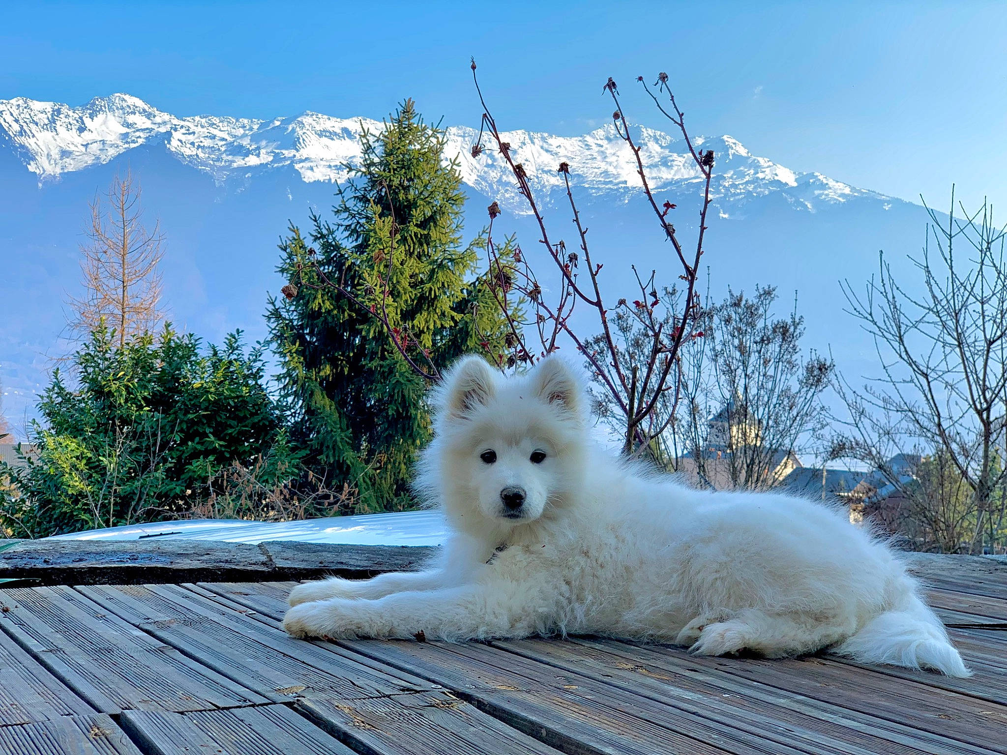 Everest participe au concours pour gagner de l'argent avec cette photo : carnivore, cloud, companion_dog, dog, dog_breed, german_spitz, german_spitz_klein, german_spitz_mittel, indian_spitz, mountain, mountain_range, nature, plant, samoyed, sky, snow, spitz, tree, volpino_italiano, winter