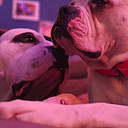 Vanda Et Sherlock participe au concours pour gagner de l'argent avec cette photo : animal, black_spots, blurred_background, canine, closeup, collar, companionship, cuddle, dog, face, friendship, indoor, love, muzzle, pets, portrait, relaxation, snout, warm_light, white_fur