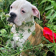 Vanda a rejoint le concours — aidez-le/la à gagner de superbes lots ! animal, boxer, bulldog, canine, dog, face, flower, geranium, head, herbal, herbs, leaf, person, pet, petal, pitbull, plant, puppy, rose, smelling