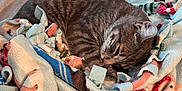 Haze is registered to the contest to win money with this photo: cat, tabby_cat, sleeping, blanket, fleece, patterned_blanket, cozy, indoor, couch, furniture, pet, animal, fur, resting, relaxed, tail, ears, whiskers, home, wood_floor